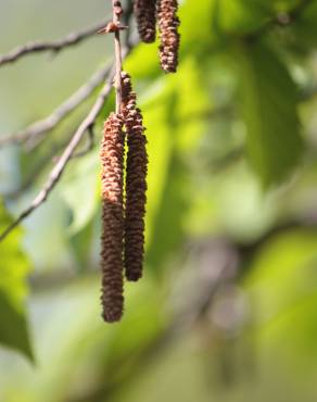 Fotografia 15 da espécie Corylus avellana no Jardim Botânico UTAD