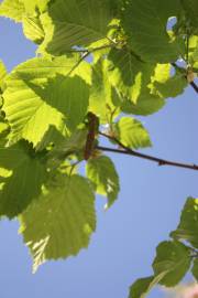 Fotografia da espécie Corylus avellana