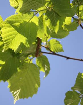 Fotografia 16 da espécie Corylus avellana no Jardim Botânico UTAD