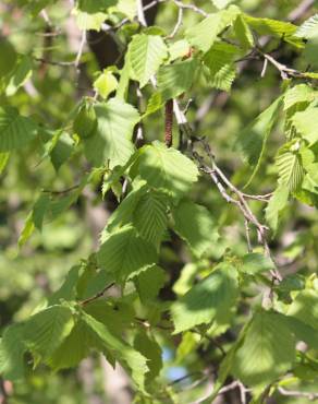 Fotografia 17 da espécie Corylus avellana no Jardim Botânico UTAD