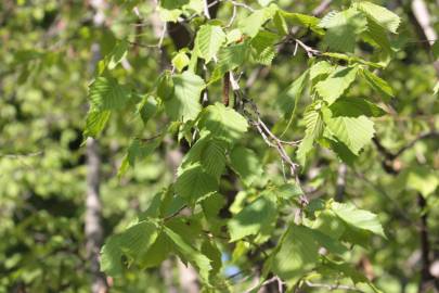 Fotografia da espécie Corylus avellana