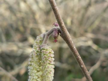 Fotografia da espécie Corylus avellana