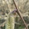 Fotografia 19 da espécie Corylus avellana do Jardim Botânico UTAD