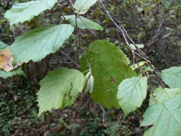 Fotografia da espécie Corylus avellana