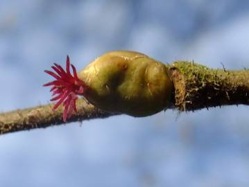 Fotografia da espécie Corylus avellana