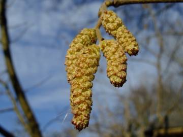 Fotografia da espécie Corylus avellana