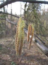 Fotografia da espécie Corylus avellana