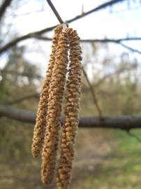 Fotografia da espécie Corylus avellana