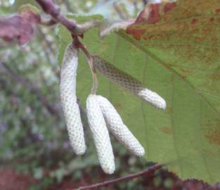 Fotografia da espécie Corylus avellana