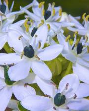 Fotografia da espécie Allium nigrum