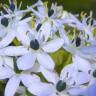 Fotografia 1 da espécie Allium nigrum do Jardim Botânico UTAD