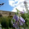 Fotografia 12 da espécie Galega cirujanoi do Jardim Botânico UTAD