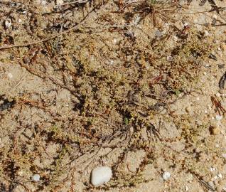 Fotografia da espécie Herniaria maritima