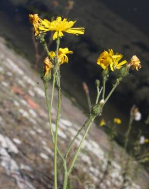 Fotografia 5 da espécie Hieracium glaucinum no Jardim Botânico UTAD