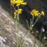 Fotografia 5 da espécie Hieracium glaucinum do Jardim Botânico UTAD