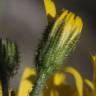 Fotografia 6 da espécie Hieracium glaucinum do Jardim Botânico UTAD