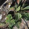 Fotografia 7 da espécie Hieracium glaucinum do Jardim Botânico UTAD