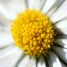 Fotografia 9 da espécie Bellis perennis do Jardim Botânico UTAD