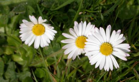 Fotografia da espécie Bellis perennis