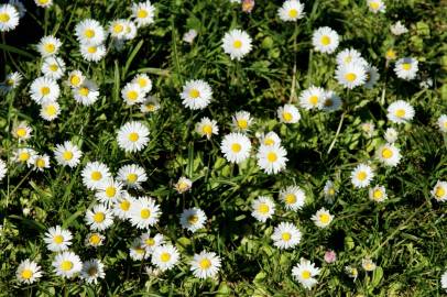 Fotografia da espécie Bellis perennis