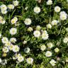 Fotografia 11 da espécie Bellis perennis do Jardim Botânico UTAD