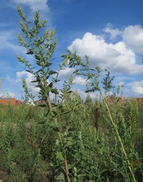 Fotografia 9 da espécie Chenopodium album var. album no Jardim Botânico UTAD