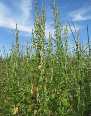 Fotografia 10 da espécie Chenopodium album var. album no Jardim Botânico UTAD