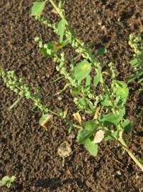 Fotografia da espécie Chenopodium album var. album