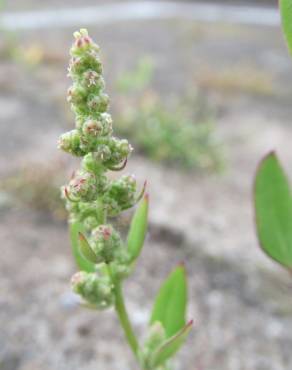 Fotografia 13 da espécie Chenopodium album var. album no Jardim Botânico UTAD