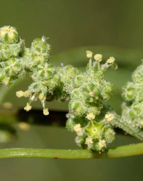 Fotografia 14 da espécie Chenopodium album var. album no Jardim Botânico UTAD