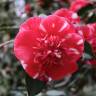 Fotografia 10 da espécie Camellia reticulata do Jardim Botânico UTAD
