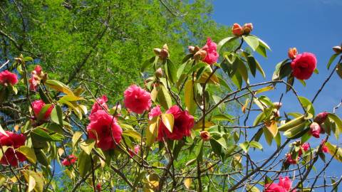 Fotografia da espécie Camellia reticulata