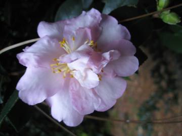 Fotografia da espécie Camellia sasanqua