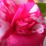 Fotografia 10 da espécie Camellia sasanqua do Jardim Botânico UTAD