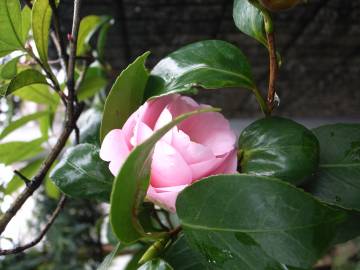 Fotografia da espécie Camellia sasanqua