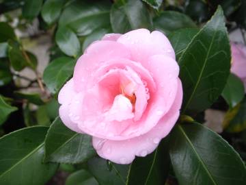 Fotografia da espécie Camellia sasanqua