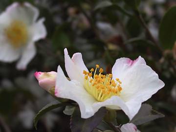 Fotografia da espécie Camellia sasanqua