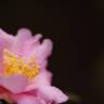 Fotografia 14 da espécie Camellia sasanqua do Jardim Botânico UTAD