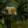 Fotografia 7 da espécie Camellia sinensis do Jardim Botânico UTAD