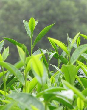 Fotografia 8 da espécie Camellia sinensis no Jardim Botânico UTAD