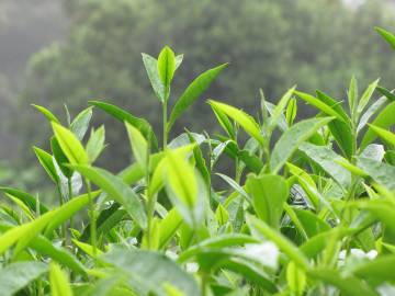 Fotografia da espécie Camellia sinensis