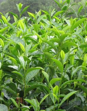 Fotografia 9 da espécie Camellia sinensis no Jardim Botânico UTAD