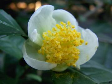 Fotografia da espécie Camellia sinensis