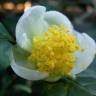 Fotografia 10 da espécie Camellia sinensis do Jardim Botânico UTAD
