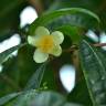Fotografia 11 da espécie Camellia sinensis do Jardim Botânico UTAD