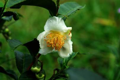 Fotografia da espécie Camellia sinensis