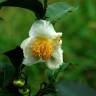 Fotografia 12 da espécie Camellia sinensis do Jardim Botânico UTAD