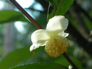 Fotografia da espécie Camellia sinensis