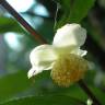 Fotografia 13 da espécie Camellia sinensis do Jardim Botânico UTAD