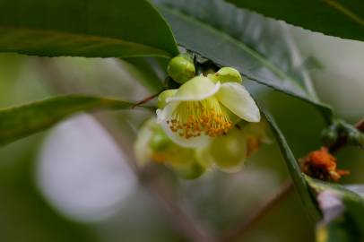 Fotografia da espécie Camellia sinensis